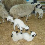 Curso gratuito de Bienestar Animal en el Trasporte ASAJA pide a la administración apoyo para encontrar mercado para lechazos y cochinillos