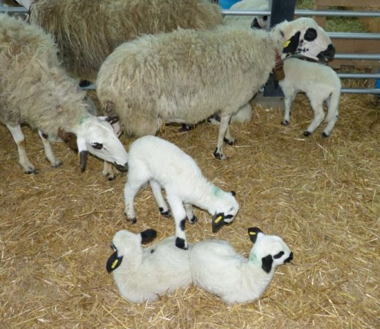 ASAJA pide apoyo para encontrar mercado para lechazos y cochinillos ASAJA pide a la administración apoyo para encontrar mercado para lechazos y cochinillos