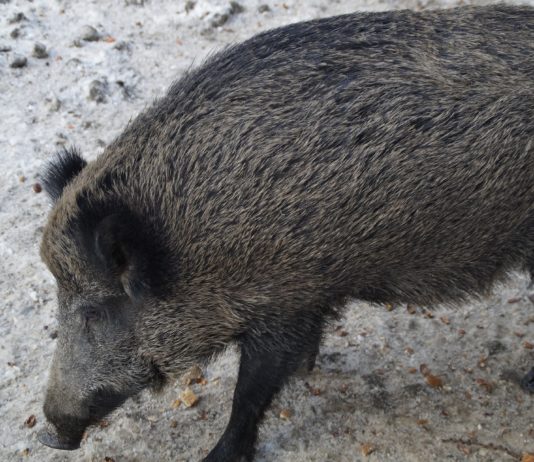 ASAJA VALLADOLID pide de manera urgente a la Junta de Castilla y León permisos excepcionales para cazar jabalíes ASAJA VALLADOLID pide de manera urgente a la Junta de Castilla y León permisos excepcionales para cazar jabalíes