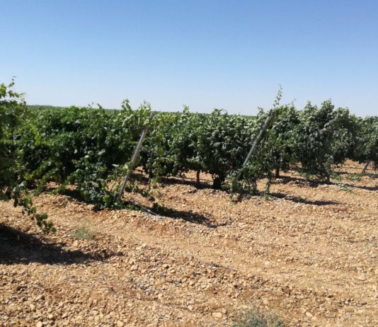 ASAJA VALLADOLID urge la prohibición del riego del viñedo en la D.O. Rueda ASAJA VALLADOLID urge la prohibición del riego del viñedo en la D.O. Rueda