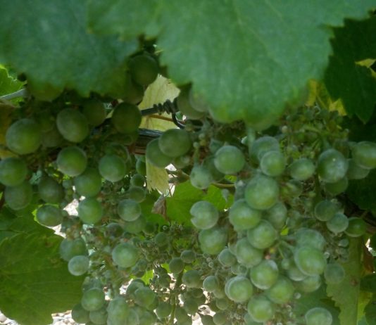 ASAJA VALLADOLID alerta al Consejo Regulador de Rueda de la existencia de un severo ataque de oídio ASAJA VALLADOLID alerta al Consejo Regulador de Rueda de la existencia de un severo ataque de oídio