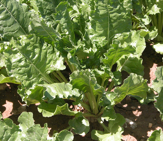 ASAJA VALLADOLID rechaza la criminalización del azúcar y el sector remolachero por parte del Ministerio de Consumo ASAJA VALLADOLID rechaza la criminalización del azúcar y el sector remolachero por parte del Ministerio de Consumo