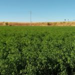 Se amplían las coberturas crecientes en los Módulos 1 y 2 del Seguro de Cultivos Forrajeros alfalfa