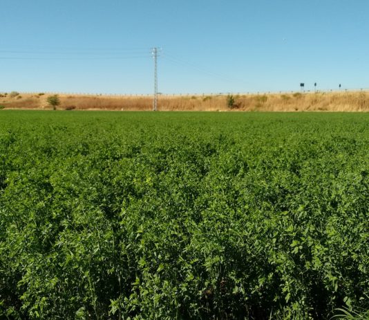 Se amplían las coberturas crecientes en los Módulos 1 y 2 del Seguro de Cultivos Forrajeros alfalfa