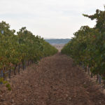 ASAJA organiza esta semana seis charlas para explicar sus proyectos para los Consejos Reguladores de Rueda y Cigales ASAJA VALLADOLID presenta alegaciones ante el Ministerio de Agricultura por la normativa que regula la vendimia en verde