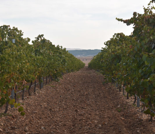 ASAJA VALLADOLID presenta alegaciones ante el Ministerio de Agricultura por la normativa que regula la vendimia en verde ASAJA VALLADOLID presenta alegaciones ante el Ministerio de Agricultura por la normativa que regula la vendimia en verde