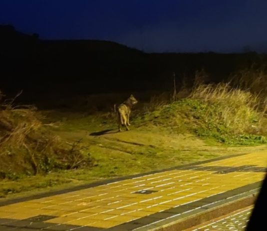 ASAJA VALLADOLID denuncia que la protección irracional de la fauna pone ya en riesgo a la población de pueblos y ciudades