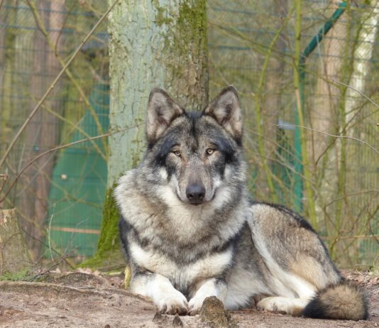 Protesta del campo en defensa de la ganadería y contra la sobreprotección del lobo Protesta del campo de Castilla y León en defensa de la ganadería y contra la sobreprotección del lobo