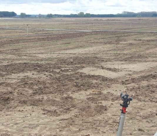 ASAJA VALLADOLID pide permisos para poder cazar jabalíes todo el año ASAJA VALLADOLID pide permisos para poder cazar jabalíes todo el año