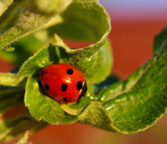 Curso online gratuito sobre control biológico de plagas curso sobre Control biológico de plagas