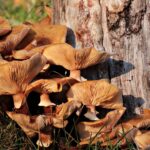 Curso online gratuito introducción al conocimiento, cultivo y recolección de setas