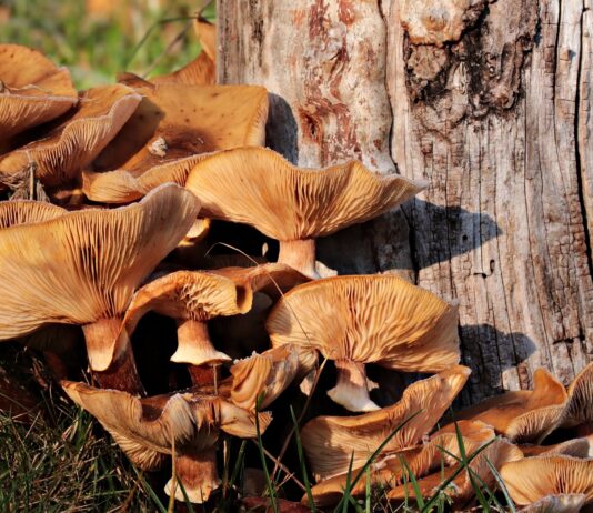 Curso online gratuito introducción al conocimiento, cultivo y recolección de setas