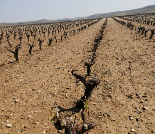 ASAJA VALLADOLID pide que Agroseguro agilice las peritaciones e indemnizaciones ante los daños ocasionados por el pedrisco