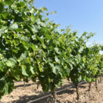 ASAJA solicita a la Consejería que inicie los trámites para la concesión de la cosecha en verde en la DO Rueda