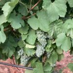 ASAJA Valladolid pide que se cumpla la Ley de la Cadena Alimentaria y se pague la uva en la D.O. Rueda por encima de los costes reales de producción