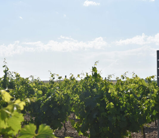ASAJA Valladolid pide contratos homologados entre viticultores y bodegas, previos a la entrega de uva, que establezcan el lógico incremento de los costes de producción