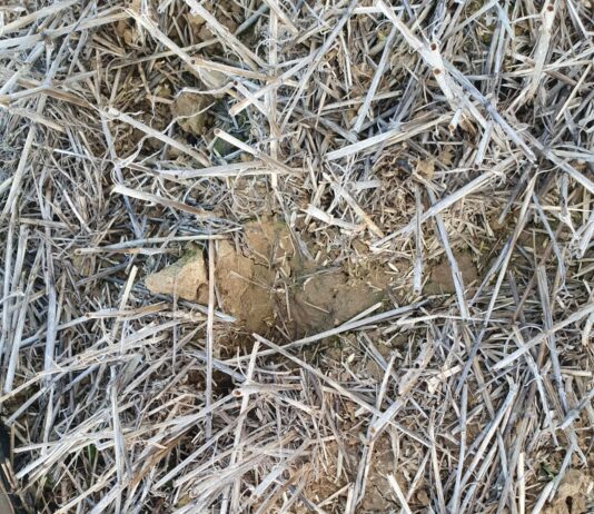 ASAJA VALLADOLID alerta de una nueva plaga de topillos en Tierra de Campos