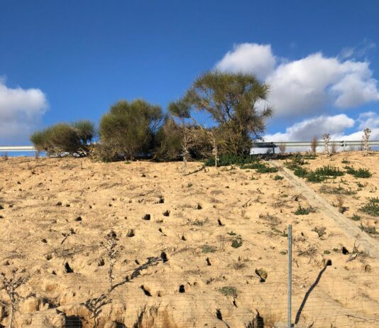 ASAJA Valladolid culpa a Fomento de la plaga de conejos en las parcelas del entorno de la autovía A-11 en Tordesillas
