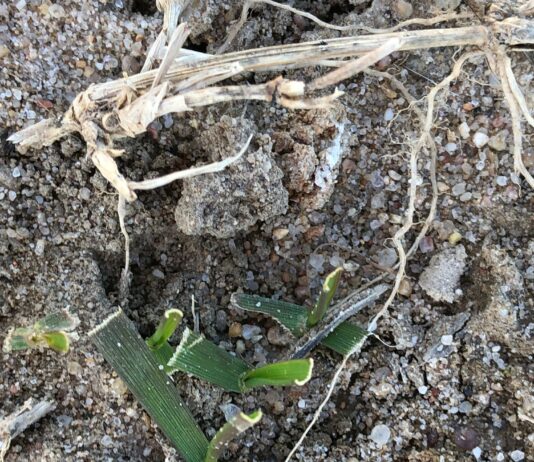ASAJA Valladolid pide que Fomento y ADIF indemnicen a los agricultores por los daños que causan los conejos