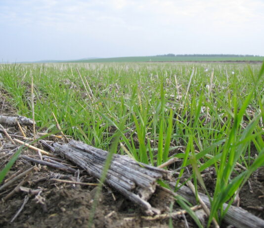 ASAJA Valladolid respalda el uso de fitosanitarios y el glifosato, frente a informaciones poco rigurosas que pretenden confundir a la población