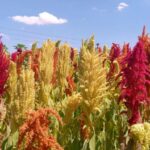 Curso gratuito online de cultivos alternativos herbáceos Cultivos alternativos herbáceos