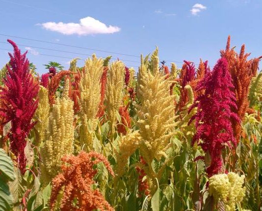 Curso gratuito online de cultivos alternativos herbáceos Cultivos alternativos herbáceos