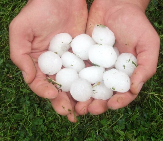 El 15 de junio termina el plazo para asegurar la cosecha de cereales de invierno frente al pedrisco El 15 de junio termina el plazo para asegurar la cosecha de cereales de invierno frente al pedrisco