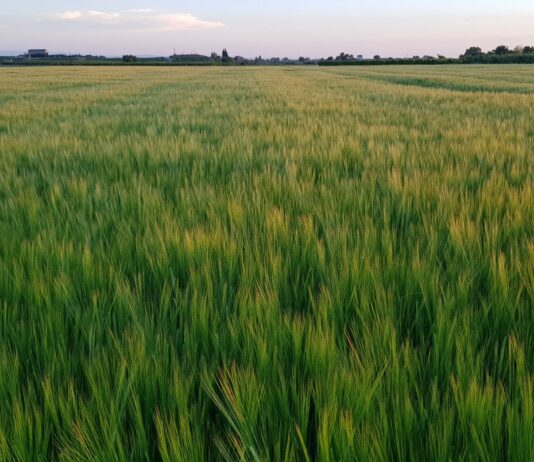 San Pedro de Latarce acoge esta tarde nuestra tercera charla sobre la PAC y fitosanitarios San Pedro de Latarce acoge esta tarde nuestra tercera charla sobre la PAC y fitosanitarios