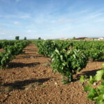 Las jornadas de la PAC de ASAJA Valladolid llegan a Cigales este martes 18