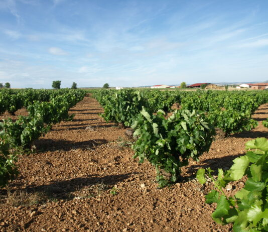 Las jornadas de la PAC de ASAJA Valladolid llegan a Cigales este martes 18