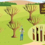 Curso gratuito de poda e injerto de árboles frutales