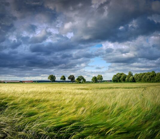 Vendo 15 derechos de la Región 1 Se compran derechos de la Región 16. Para más información contactar en el teléfono 624 60 59 80.