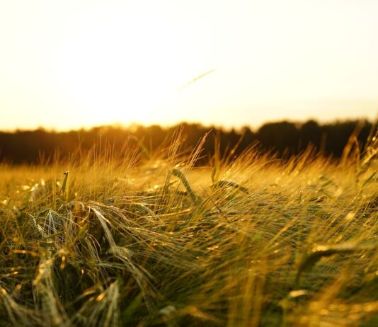 Se venden 2,29 derechos de la Región 1 Vendo 8 derechos de Ayuda Básica a la Renta de la Región 1