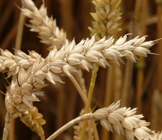 Se venden 2 derechos de pago básico de la Región 1 derechos de Ayuda a la Renta