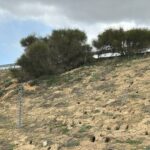 ASAJA Valladolid pide a la Delegación del Gobierno una reunión urgente de la Mesa de Trabajo sobre la superpoblación del conejo Kilometros de madrigueras se extienden a lo largo de la A6