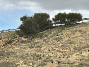 Kilometros de madrigueras se extienden a lo largo de la A6