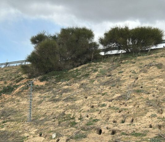 ASAJA Valladolid pide a la Delegación del Gobierno una reunión urgente de la Mesa de Trabajo sobre la superpoblación del conejo Kilometros de madrigueras se extienden a lo largo de la A6