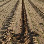 ASAJA Valladolid denuncia retrasos de hasta dos meses en los permisos para poder cazar cientos de jabalíes que arrasan las cosechas en la provincia ASAJA Valladolid denuncia retrasos de hasta dos meses en los permisos para poder cazar cientos de jabalíes