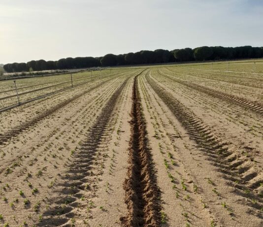 ASAJA Valladolid denuncia retrasos de hasta dos meses en los permisos para poder cazar cientos de jabalíes que arrasan las cosechas en la provincia ASAJA Valladolid denuncia retrasos de hasta dos meses en los permisos para poder cazar cientos de jabalíes