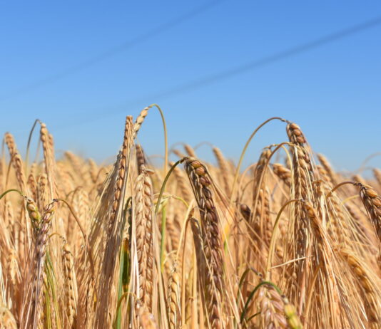 Se venden 4 derechos de la Región 7