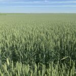 Se venden 10 derechos de secano la Región 1 Se venden 10 derechos de secano la Región 1. Para más información contactar con Antonio Villoria en el teléfono 659 48 83 54.