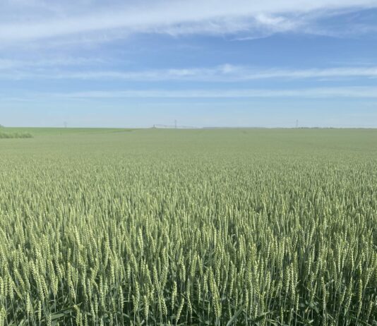 Se venden 10 derechos de secano la Región 1 Se venden 10 derechos de secano la Región 1. Para más información contactar con Antonio Villoria en el teléfono 659 48 83 54.