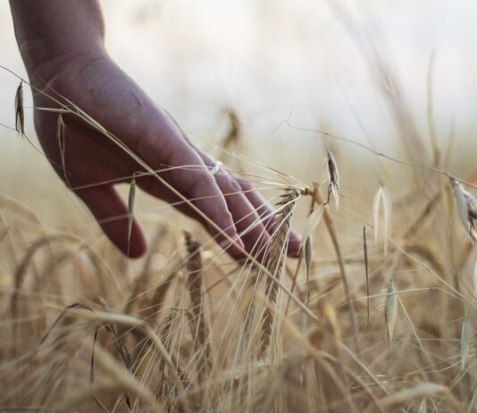 Compro 20 derechos PAC de la Región 1 Se venden 2,30 derechos de la Región 1 y 0.74 de la Región 4. Para más información contactar con el teléfono: 625 614 41 63.