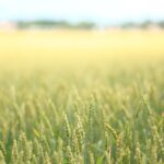 Se venden 2,51 derechos de la Región 1 y 1,45 de la Región 16. Se venden 2,51 derechos de la Región 1 y 1,45 de la Región 16. Para más información contactar con el número de teléfono: 658 95 85 49.