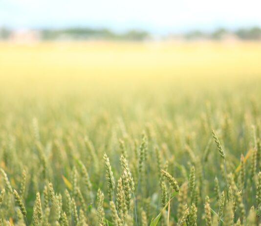 Se venden 6,6 derechos de la región 1 Se venden 2,51 derechos de la Región 1 y 1,45 de la Región 16. Para más información contactar con el número de teléfono: 658 95 85 49.