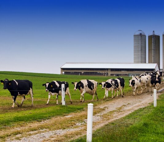 Se vende finca de 95 hectáreas de regadío y secano en la provincia de Valladolid Se vende finca de 95 hectáreas de regadío y secano en la provincia de Valladolid