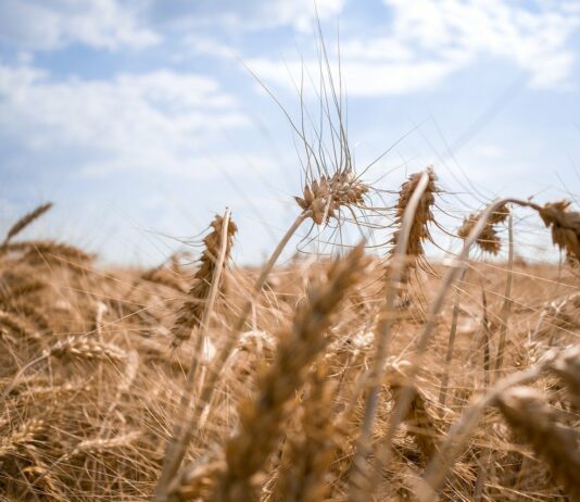 Se venden 2 derechos de la Región 4 Se venden 17,91 derechos de la Región 1. Para más información contactar con el número de teléfono:654 21 94 89