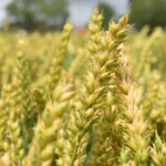 Ampliado el plazo de solicitud de la PAC hasta el 15 de mayo en Castilla y León ASAJA Valladolid denuncia el impacto negativo de la Agenda 2030 en el sector agrícola y ganadero