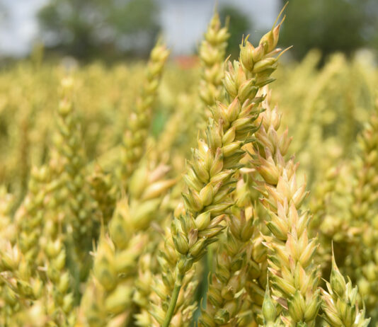 ASAJA Valladolid denuncia el impacto negativo de la Agenda 2030 en el sector agrícola y ganadero ASAJA Valladolid denuncia el impacto negativo de la Agenda 2030 en el sector agrícola y ganadero