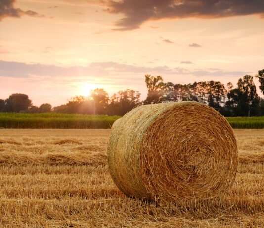 Se venden 3,5 derechos de la Región 1 de un valor alto ASAJA Valladolid pide a los ministros de Medio Ambiente y Energía de la UE sensibilidad y respeto para las demandas actuales del sector agrario
